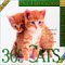 365 Cats Page-A-Day Calendar 2004