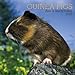 Guinea Pigs 2005 Wall Calendar