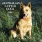 Australian Cattle Dogs 2005 Wall Calendar