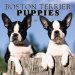 Boston Terrier Puppies 2005 Wall Calendar