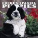 Cocker Spaniel Puppies 2005 Mini Wall Calendar