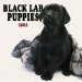 Black Labrador Retriever Puppies 2005 Wall Calendar