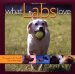 What Labs Love (Pets)