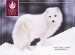 Winter Wildlife Boxed Assorted Sierra Club Holiday Cards