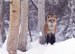 Red Fox, Sierra Club Boxed Holiday Cards