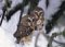 Saw-whet Owl, Sierra Club Boxed Holiday Cards