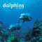 Dolphins 2004 12-month Wall Calendar