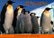 Penguins: 23 Postcards