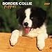 Border Collie Puppies 2007 Calendar