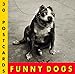 Funny Dogs Postcard Book