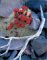 Claret Cup Cactus, Death Valley National Park - Sierra Club Boxed Holiday Cards