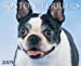 Boston Terriers 2005 Calendar