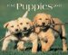 Just Puppies 2005 Calendar