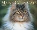 Maine Coon Cats 2007 Calendar