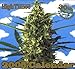 High Times 2005 Calendar Celebrating Freedom: 30th Anniversary Collector's Edition