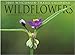 The 2005 Wildflowers Calendar